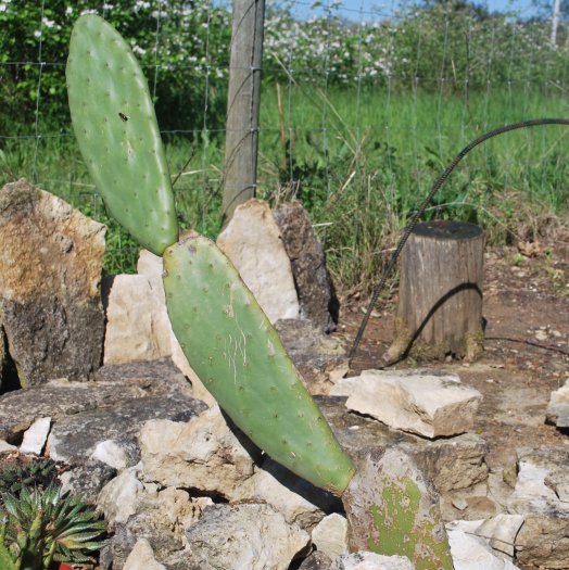 Opuntia ficus-indica